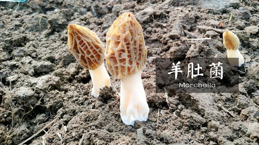 史斌 以食品技術為支點，撬動食品經營新生態